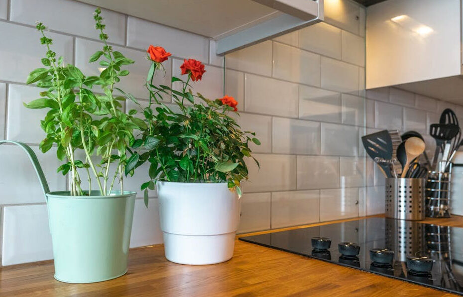 plantas de interior para decorar la cocina